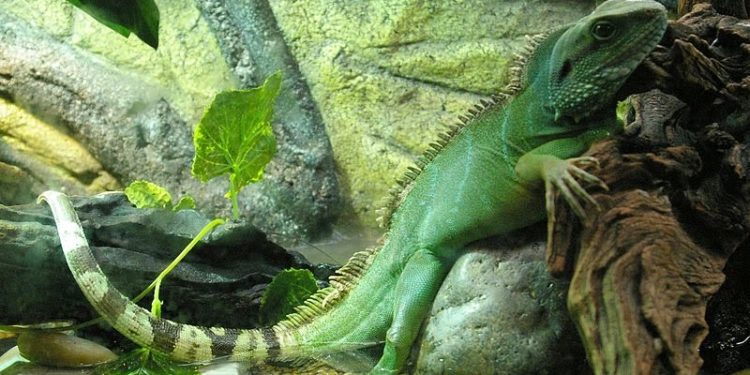 How To Tell If A Chinese Water Dragon Is Stressed
