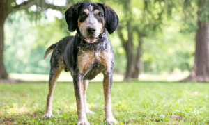 How To To Train A Bluetick-Coonhound