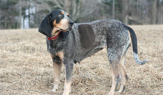 How To To Train A Bluetick Coonhound