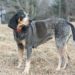 How To To Train A Bluetick Coonhound