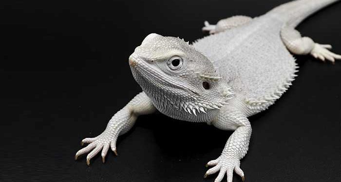 White (Zero) Bearded Dragon Morph