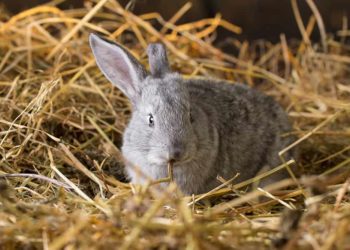 10 Best Bedding-For Rabbits