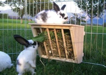 10 Best Hay Feeders For Rabbits