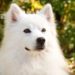 5 Best Dog Clippers For American Eskimo