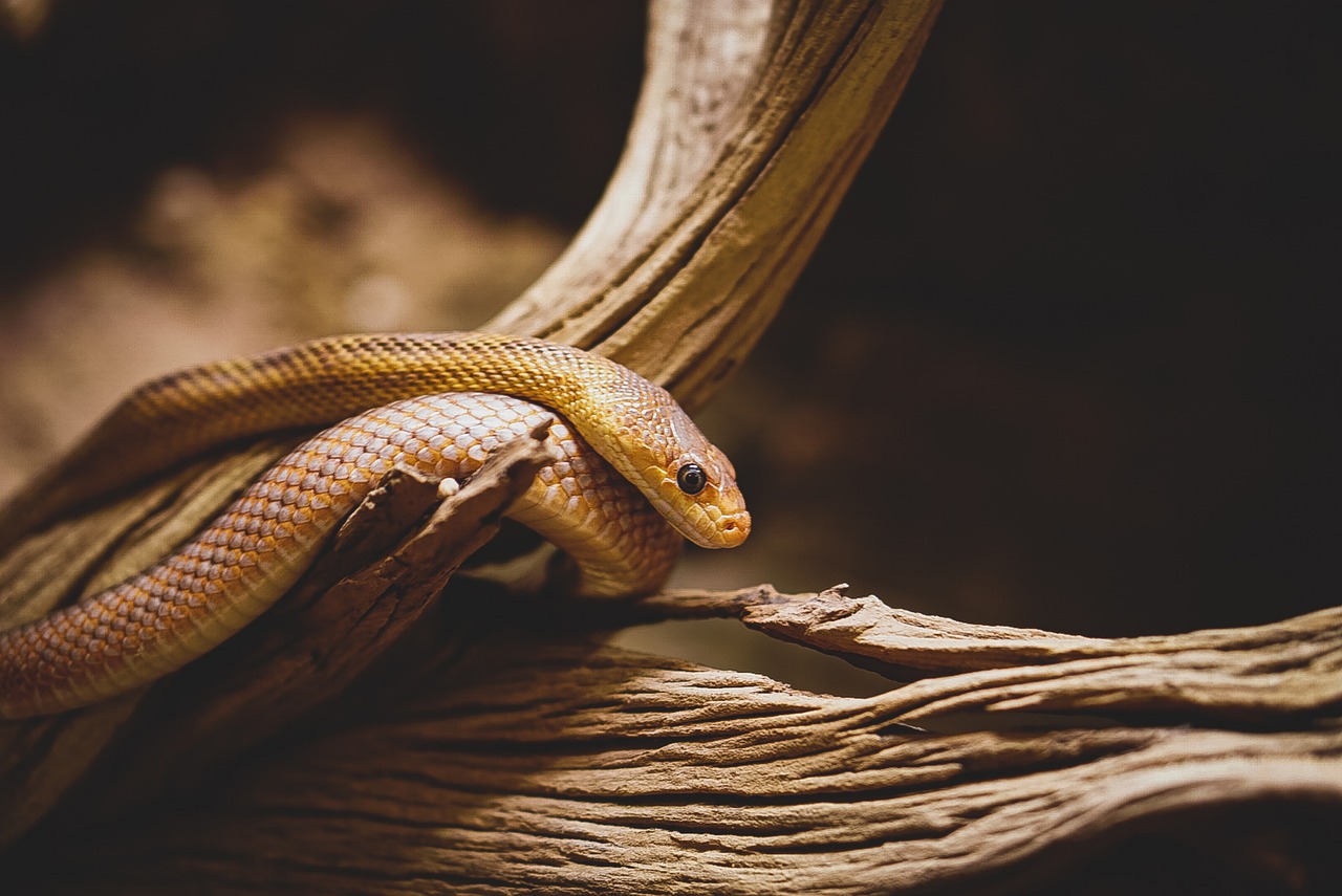 How To Protect Rabbits From Snakes? MyPetCareJoy