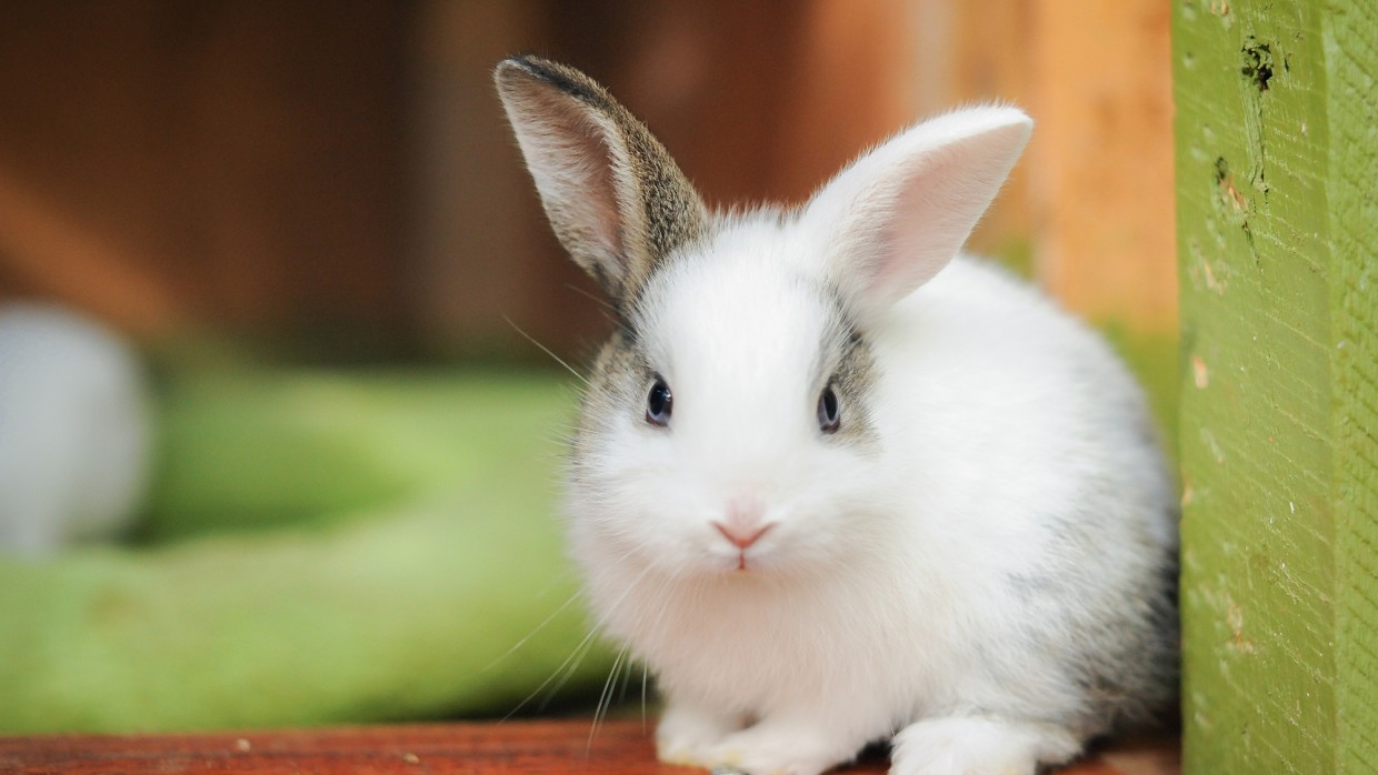 8 Things To Know Before Getting A Pet Rabbit MyPetCareJoy