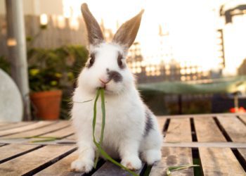 8 Things To Know Before Getting A Pet Rabbit