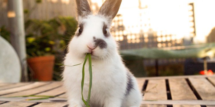 8 Things To Know Before Getting A Pet Rabbit