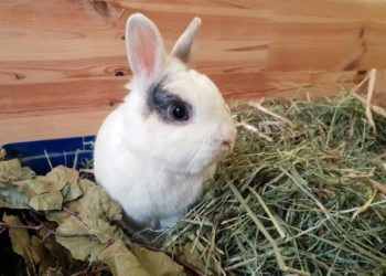 9 Best Hay For Rabbits