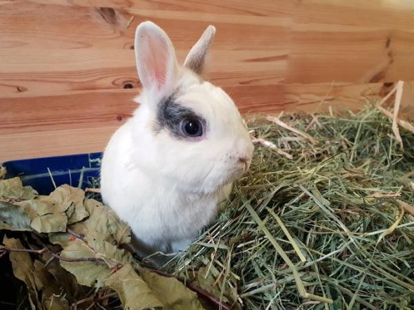 9 Best Hay For Rabbits