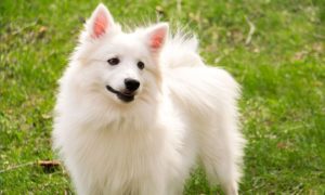 Are American-Eskimo Dogs Good For First Time Owners