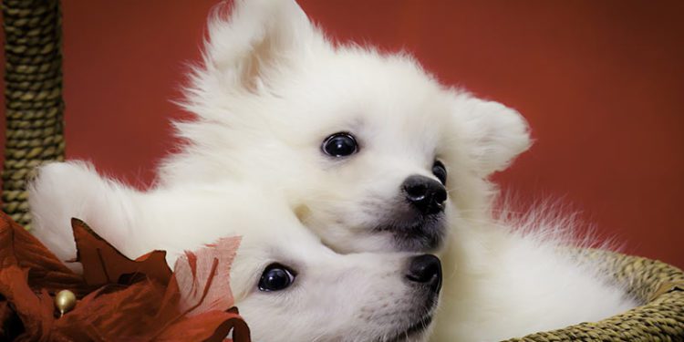 Are American Eskimo Dogs Good For First Time Owners