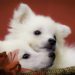 Are American Eskimo Dogs Good For First Time Owners