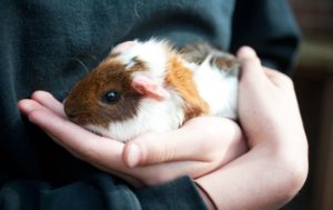 Are Guinea-Pigs Good Pets For Kids