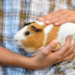 Are Guinea Pigs Good Pets For Kids