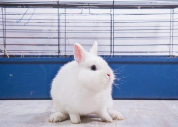 Best Cage Liner for Rabbits