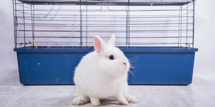 Best Cage Liner for Rabbits