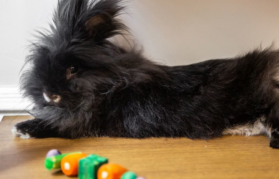 Best Chew Toys For Rabbits