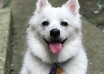 Best Collar For American Eskimo Dog