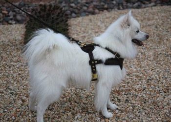 Best Harness For American Eskimo Dog