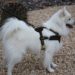 Best Harness For American Eskimo Dog