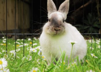 Best Indoor Rabbit Cages