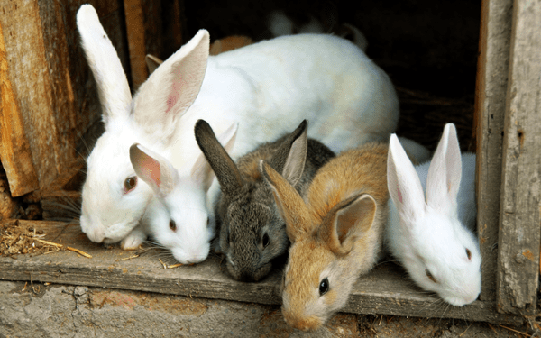 Best Pet Rabbit Breeds For Children