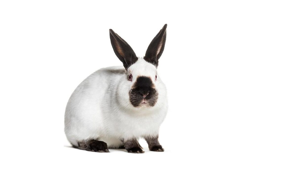 7 Best Pet Rabbit Breeds For Children MyPetCareJoy
