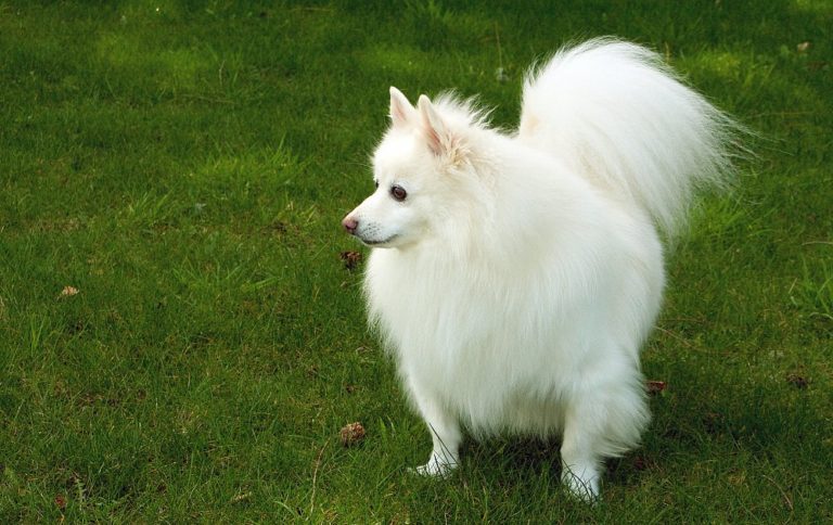 Can American Eskimo Dog Be Left Alone? | MyPetCareJoy