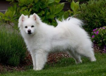 Can American Eskimo Dogs Be Left Alone