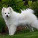 Can American Eskimo Dogs Be Left Alone