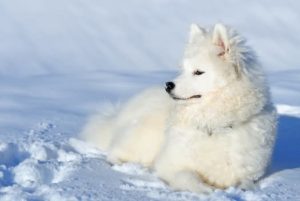 Can American-Eskimo Dogs Handle Cold Weather