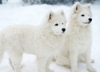 Can American Eskimo Dogs Handle Cold Weather