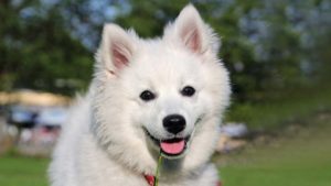 Can American-Eskimo Dogs Live In Apartment