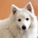 Can American Eskimo Dogs Live In Apartment