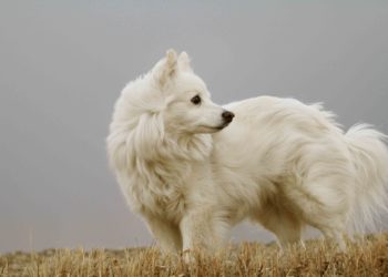 Can American Eskimo Dogs Live In Hot Weather