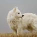 Can American Eskimo Dogs Live In Hot Weather
