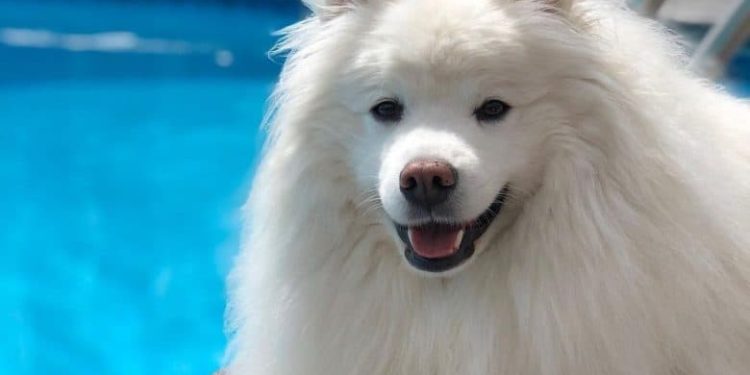 Can American Eskimo Dogs-Swim