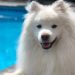 Can American Eskimo Dogs-Swim
