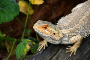 Can Bearded-Dragon Eat Bok Choy