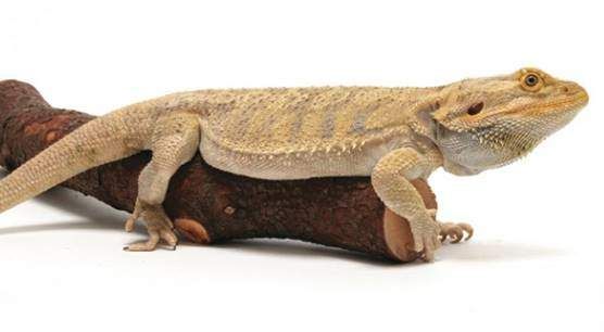 Bearded Dragon