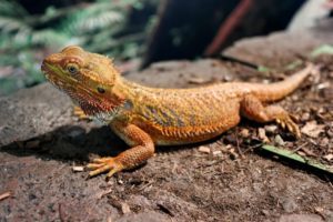 Can Bearded-Dragon-Eat-Earthworms