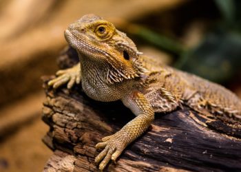 Can Bearded Dragon Eat Earthworms