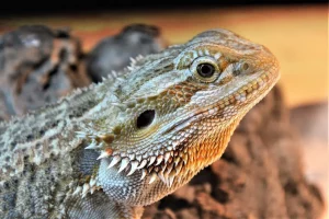 Can Bearded-Dragon Eat Escarole