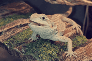 Can Bearded-Dragon Eat Fish