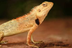 Can Bearded-Dragons Eat Chicken