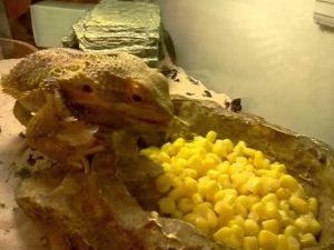 Can Bearded-Dragons Eat Corn