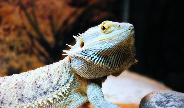 Bearded Dragon