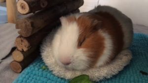 Can Guinea-Pigs Close Their Eyes