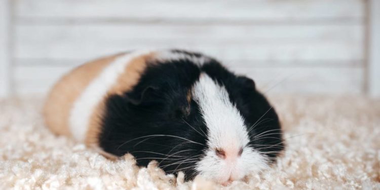Can Guinea Pigs Close Their Eyes